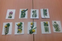 2016-05-24 PV - poznáváme rostliny