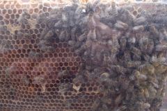 IMG_20160610_101447