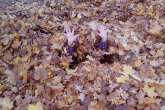 IMG_20161031_150215