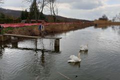 2019-03-29 Labutě