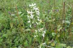 IMG-20200904-WA0015