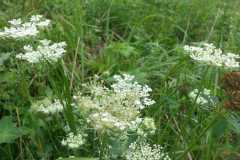 IMG-20200904-WA0020