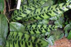IMG-20221129-WA0014