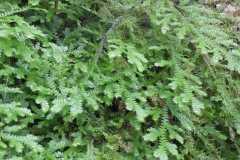 IMG-20221129-WA0031