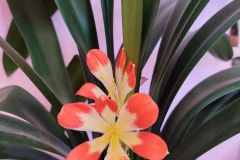 IMG_20221125_125802