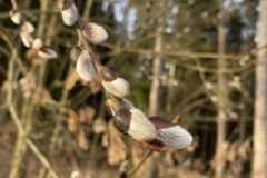 IMG_2447